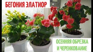 БЕГОНИЯ ЭЛАТИОР 🌺 Осенняя ОБРЕЗКА  и ЧЕРЕНКОВАНИЕ