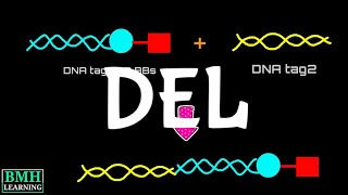 DNA Endcoded Library | DNA Endcoded Chemical Library | DEL Technology |