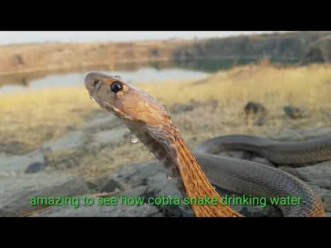snake : amezing video of cobra drinking water in summer days, सापा पाणी पितानाचे सुंदर चित्रफित