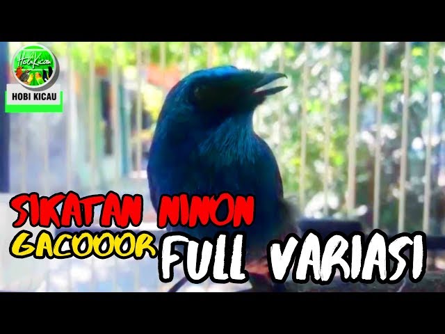 Suara Burung SELENDANG BIRU Gacor LANTANG FULL VARIASI class=