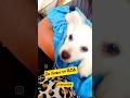 ఏం సుఖం రా చిట్టిదానికి@Ambi10-kutti #savevoicelesssouls #feedthestrays #love #petsfunnyworld