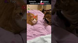 😹 Ranking the Funniest Cat Videos EP.21 #catshot #cat #funny