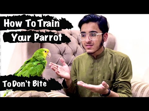 How to train your parrot to don’t bite