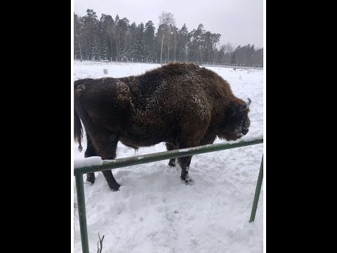 !!! БЕЛОВЕЖСКАЯ ПУЩА !!!