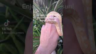 Celebrity Albino carpet python out for some sun #shorts Wealth
