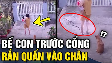 Bế con đứng chơi trước cổng, bất ngờ bị rắn 