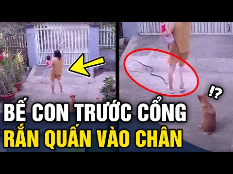 Video Bế con đứng chơi trước cổng, bất ngờ bị rắn 'BÒ VÀO... - youtube