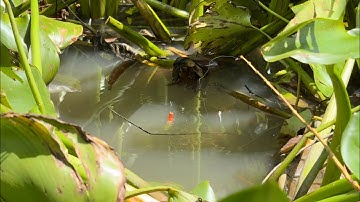 Tập 526 - Phát Hiện Con Kênh Lục Bình Toàn Cá Rô Đồng Bự Bự Mồi Xuống Là Kéo Chìm Phao 