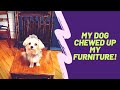 Pet Damage on Furniture