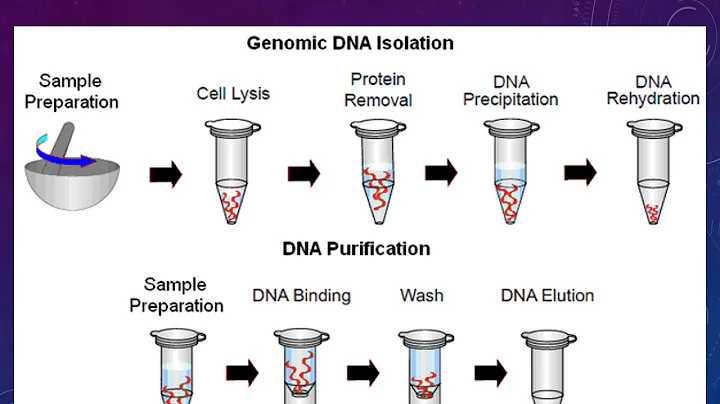 solved-nacl-role-in-ctab-dna-complex-in-dna-9to5science