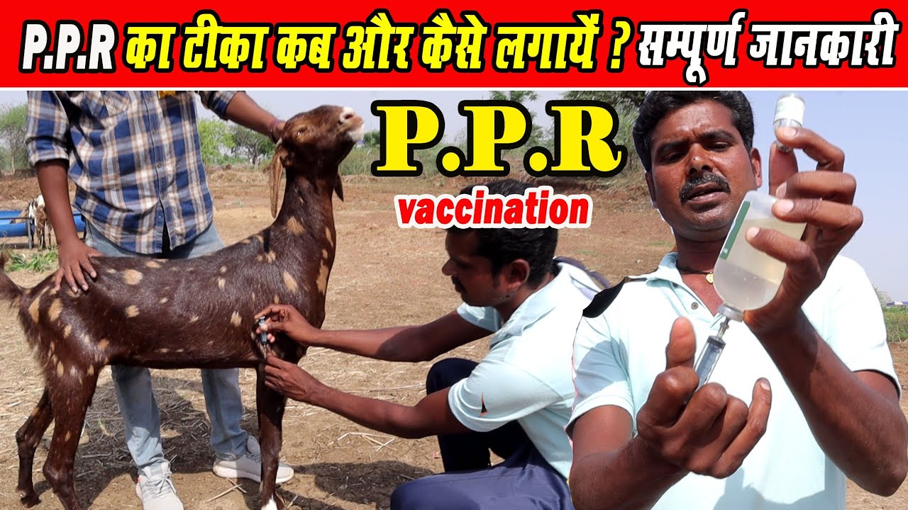 #बकरियों