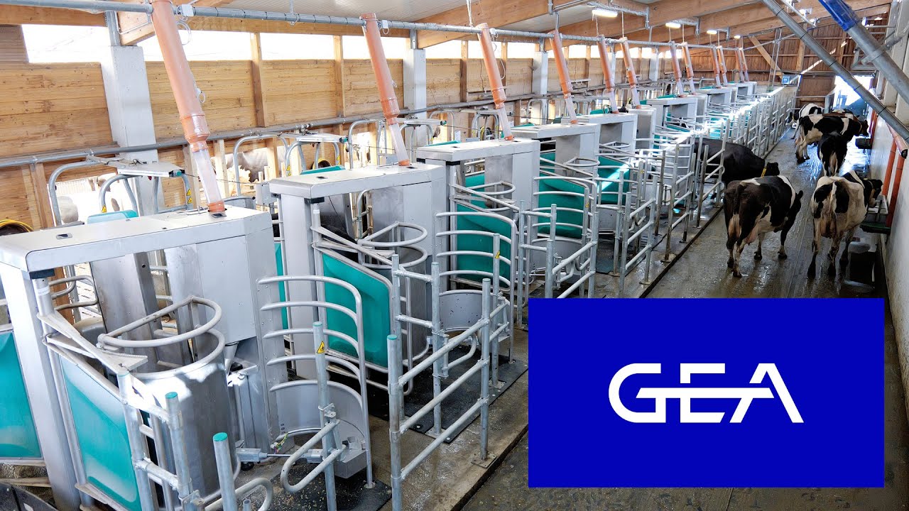 Take a closer look at the DairyRobot R9650 in action and discover the future of batch milking!