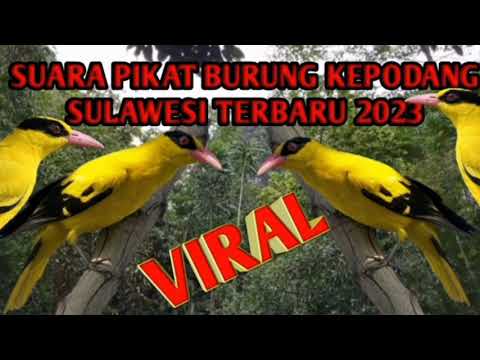 🔴SUARA PIKAT BURUNG KEPODANG SULAWESI TERBARU 2023