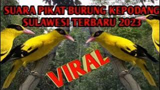 🔴SUARA PIKAT BURUNG KEPODANG SULAWESI TERBARU 2023