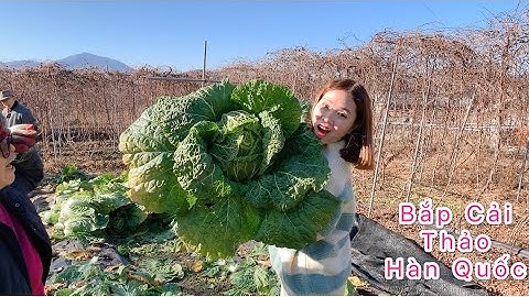 Tập 82🇰🇷 Thu Hoạch Bắp Cải Thảo Hàn Quốc Cùng Ba Mẹ Chồng