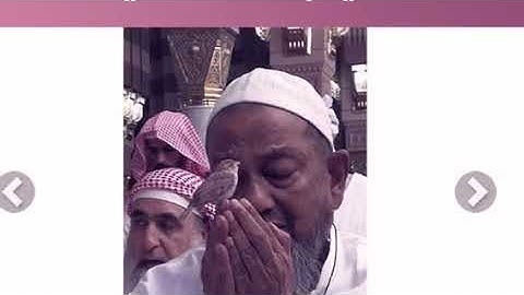 سورة الكهف للقارئ محمد ناجي الهلاوي ( تلاوة خاشعة )