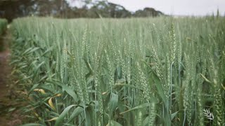 Management of early sown wheat | GRDC Bendigo Update 2019