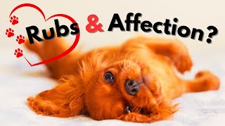 Why Do Dogs Show Their Belly? The Surprising Reason Behind This Adorable Behavior! by Paw Venue 395 views 1 year ago 9 minutes, 51 seconds