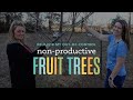 A local expert shows how to prune apple and peach trees for less disease and more fruit