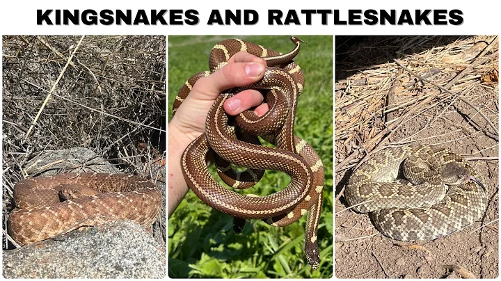 Snakes of Southern California