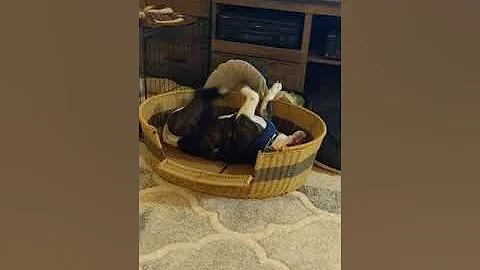 4 straight minutes of a bulldog throwing a fit