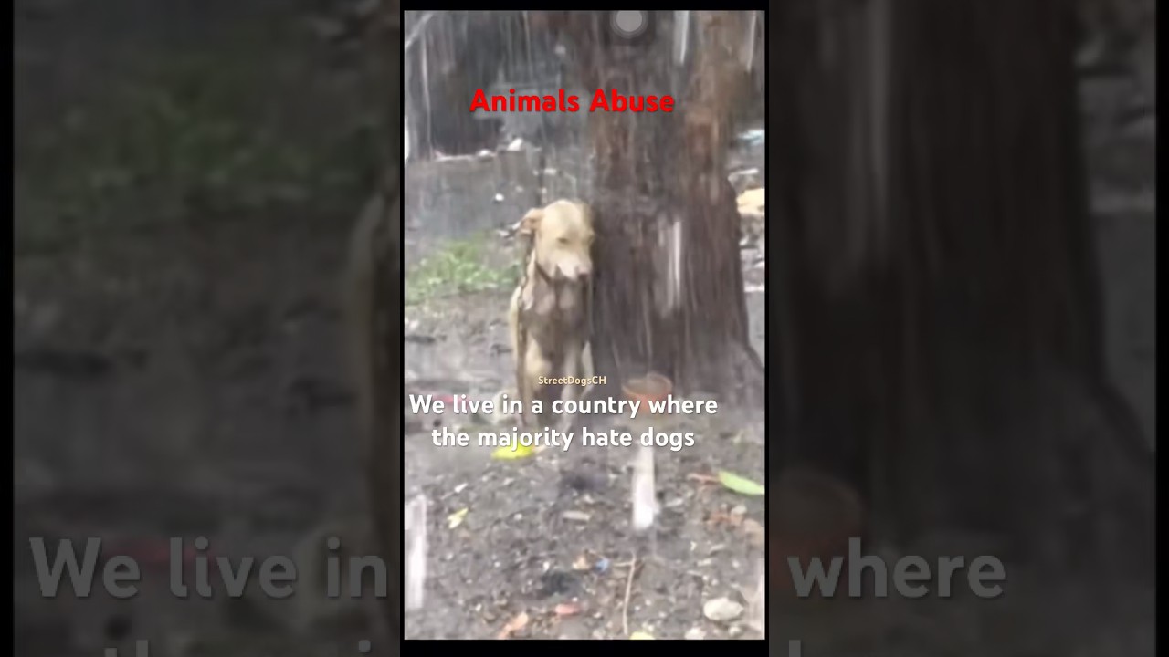 Heartbreaking | We live in a country where the majority hate dogs 💔 #animals #shorts #short