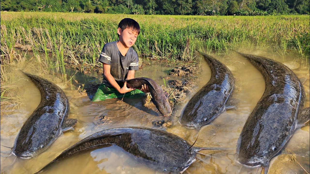 The boy Min caught many big fish in the field and brought them to sell ...
