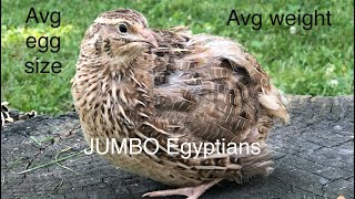 All about the JUMBO EGYPTIAN quail