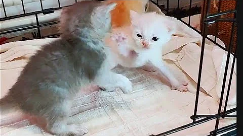 Video 8345271: catlovers kitten cats catlife, kittens cutecat catlife catlover, catlife cutecats funnycats catlove, cat kitten eating food, cat old