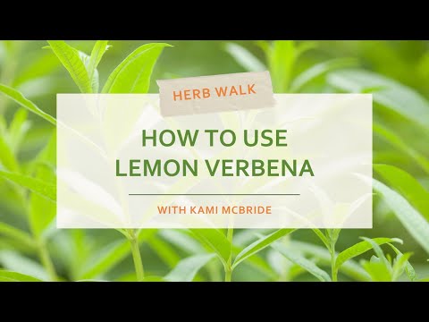 Video: How To Use Verbena As Medicine: A Guide To Verbena Herbal Uses