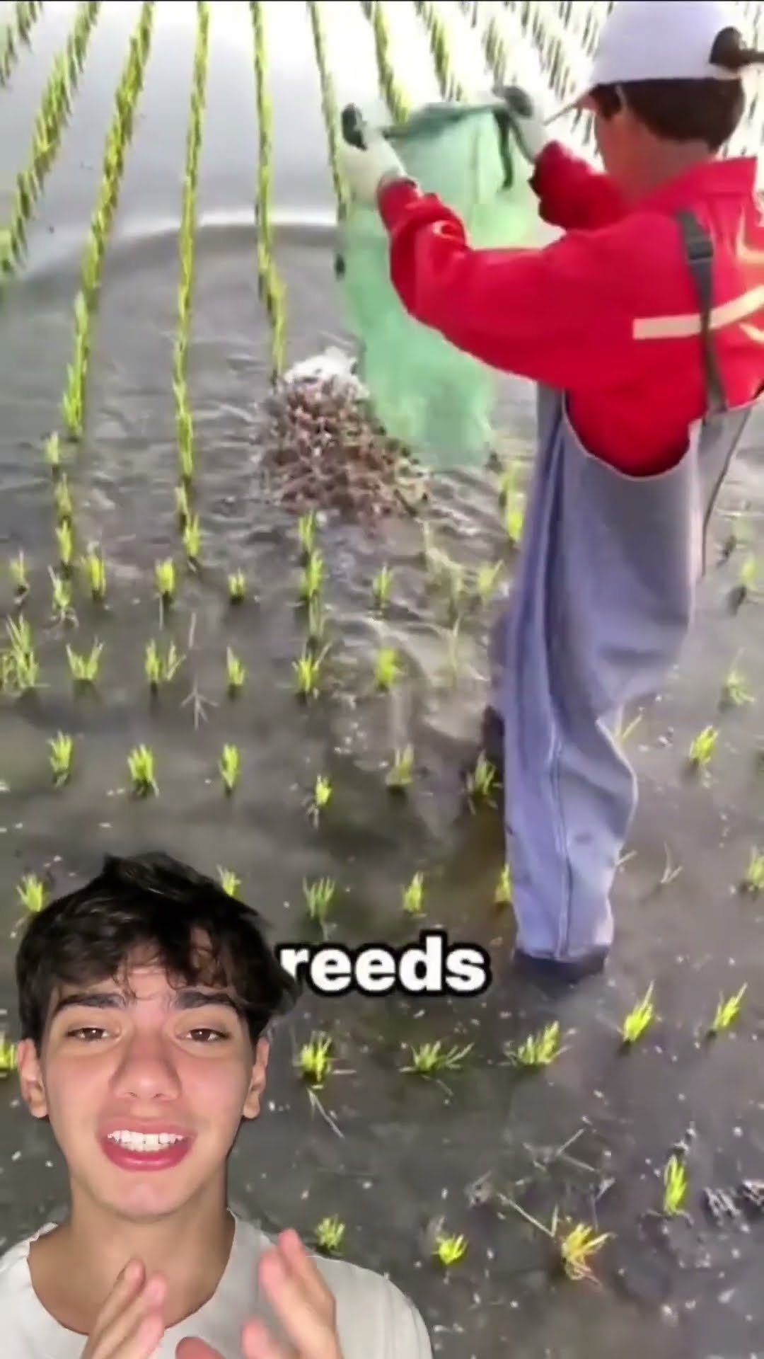 ?? Caranguejos ajudam a plantar arroz e depois viram renda! Você sabia disso? ? #Curiosidades #Ag