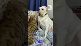 When your dog realizes that they should have listened to 'I bite back' warning from the cat