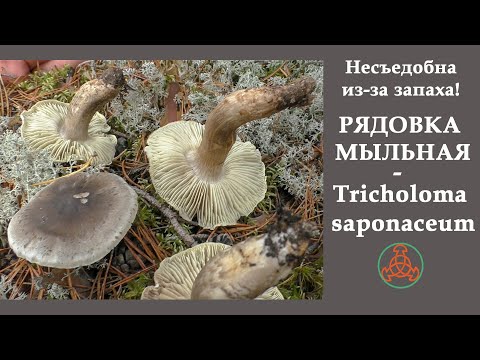 Несъедобна из-за запаха! Рядовка мыльная - Tricholoma  saponaceum.