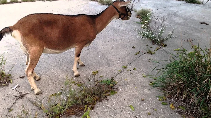 Goat leaf vacuum