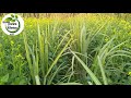 Ganne ke sath Sarso ki kheti || Trench method benifits in sugarcane field Mp3 Song