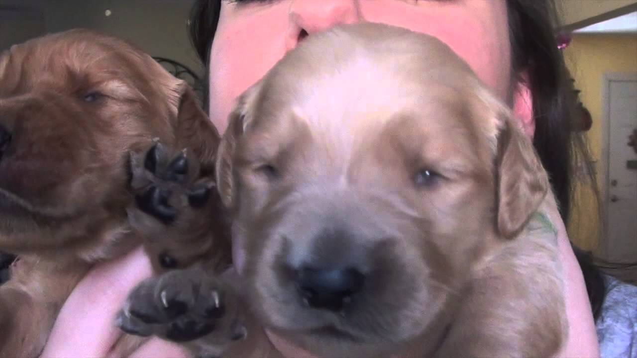 2 Week Old Golden Retriever Puppies