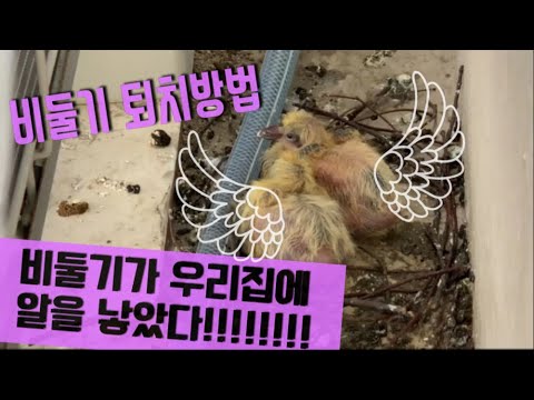비둘기퇴치 확실한 방법 , 비둘기 완벽 퇴치법 , 비둘기알 , 비둘기새끼 , 비둘기 울음소리