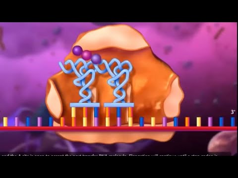 Video: Transmembran zülalların funksiyası nədir?
