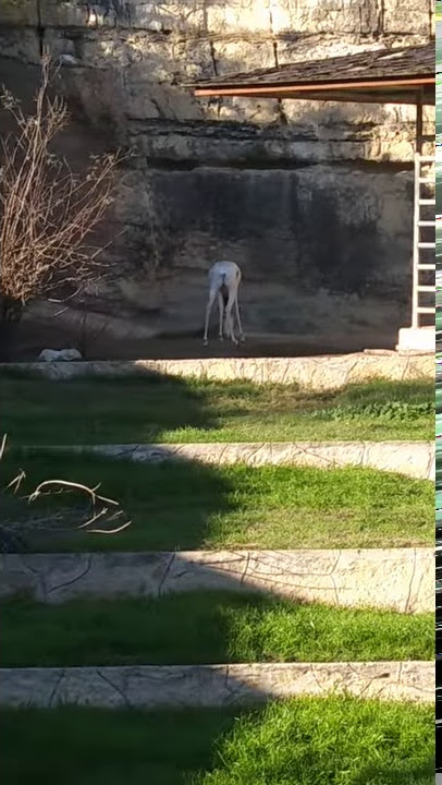 Gazelle at the Zoo (Swala)