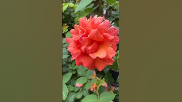 Thumbnail of Easy does it Rose Weeks Rose #rose #davidaustinroses #davidaustin #weeksrose #garden