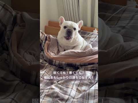 眠くても！寒くても！寝起きもしっかり日課をこなす犬！ #shorts