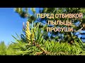 Чай из почек сосны. Перед сбором пыльцы почки следует просушить☝️