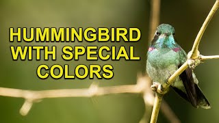 Hummingbird Spot has a Hummingbird Mascot by Hummingbird Spot 1,658 views 3 months ago 1 minute, 17 seconds