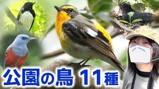 キビタキ登場春の公園は鳥がいっぱい♪【野鳥撮影vlog】