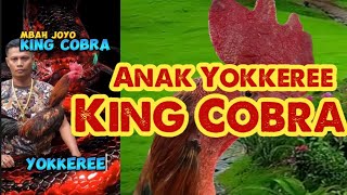 Mangon King Cobra anak Yokkeree