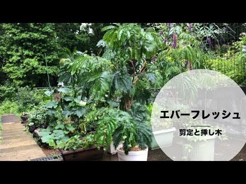 エバーフレッシュの剪定と増やし方 挿し木 Youtube