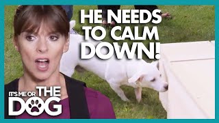 Can Hyper Dog Finally Calm Down? | It's Me or the Dog