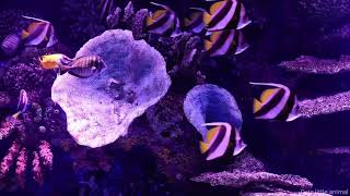 Aquarium 4K VIDEO (ULTRA HD) - Beautiful Coral Reef Fish - Sleep Relaxing Meditation Music by Love kittens 😻 21 views 1 year ago 1 minute, 42 seconds