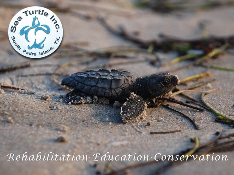 camera iphone 8 plus apk Sea Turtle, Inc.'s mission video