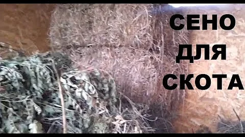 Сколько земли нужно козе, овце и корове для выпаса и сенокоса